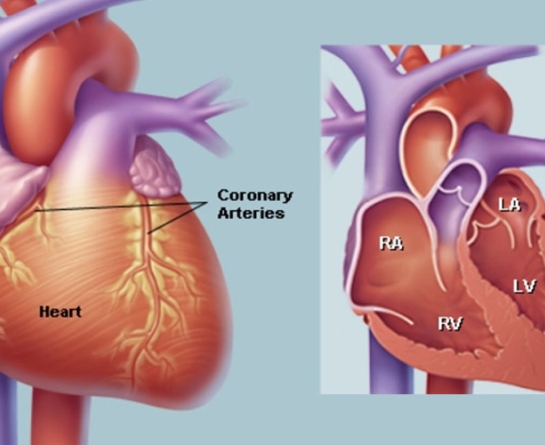 آناتومی قلب به زبان ساده